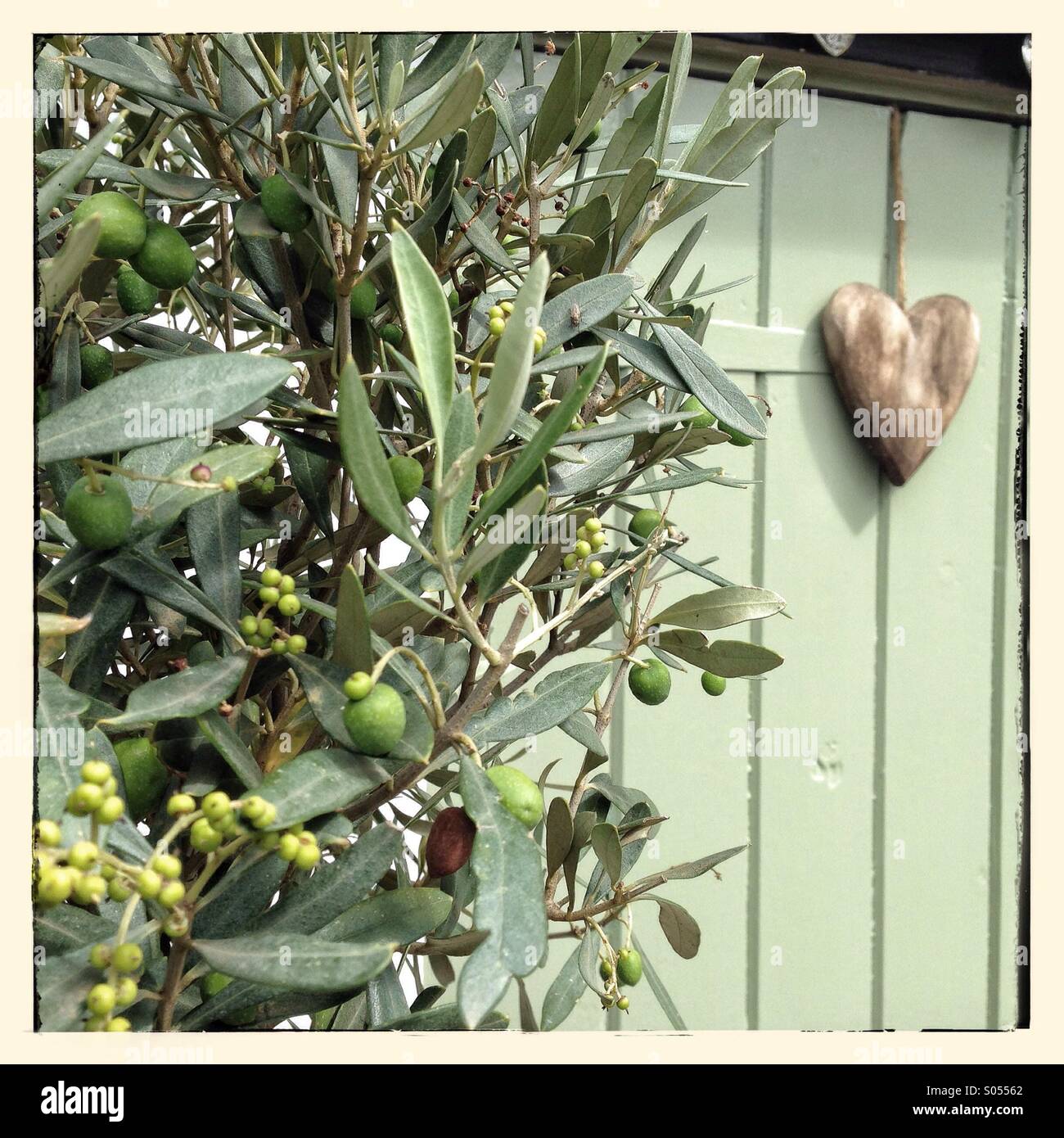 Olive tree with a wooden heart on a green door - Smartphone Captured Stock Image