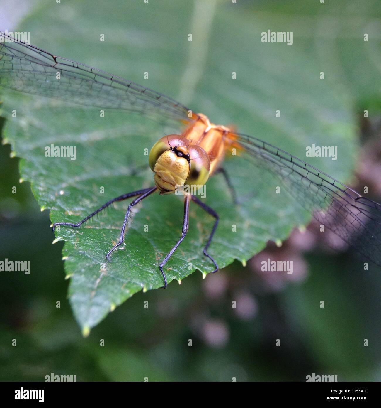 Dragonfly - Smartphone Captured Stock Image
