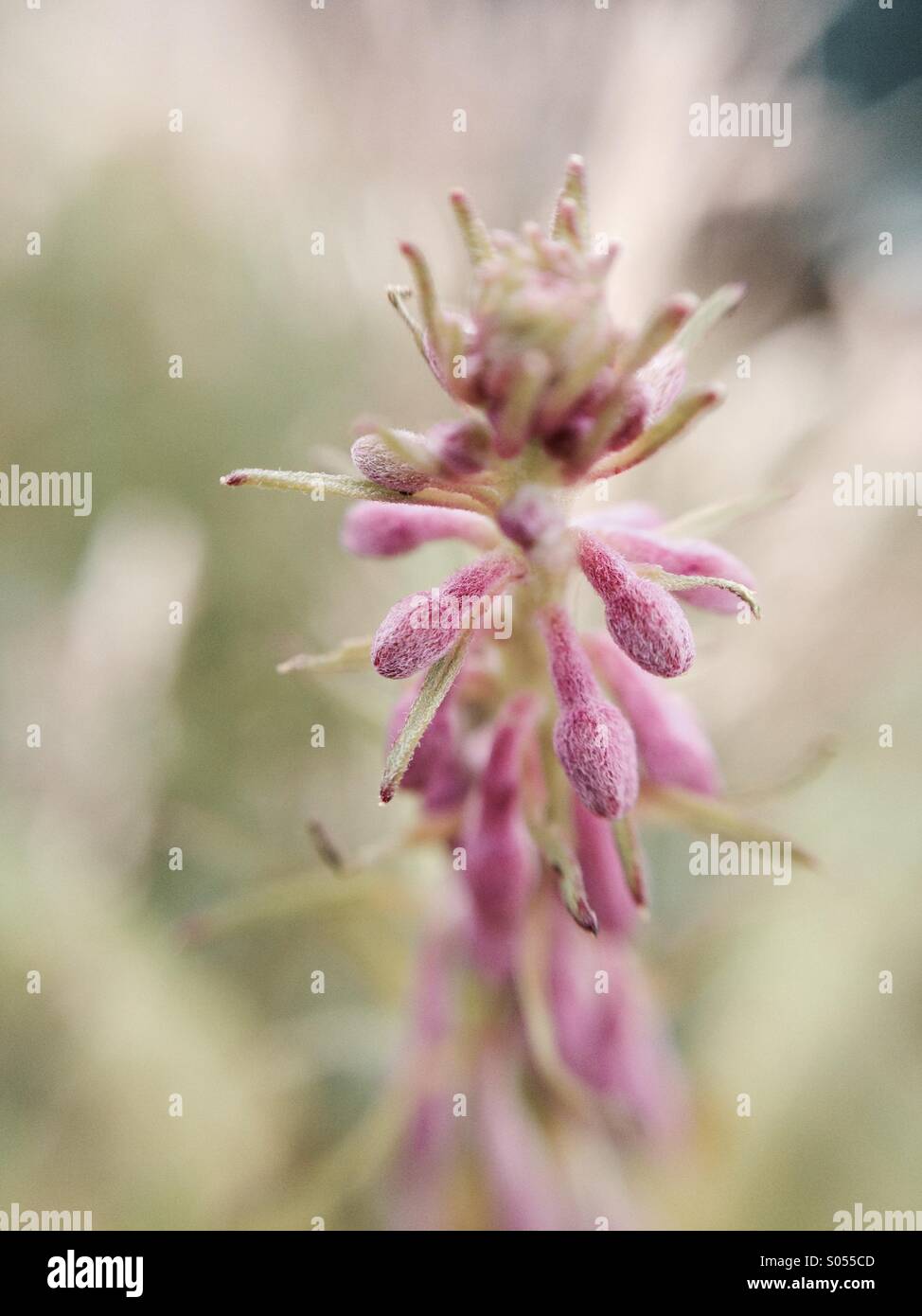 Rosebay willow herb plant Stock Photo Alamy