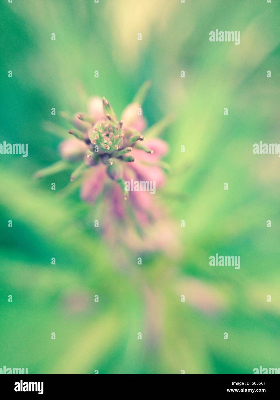 Rosebay willow herb plant Stock Photo Alamy