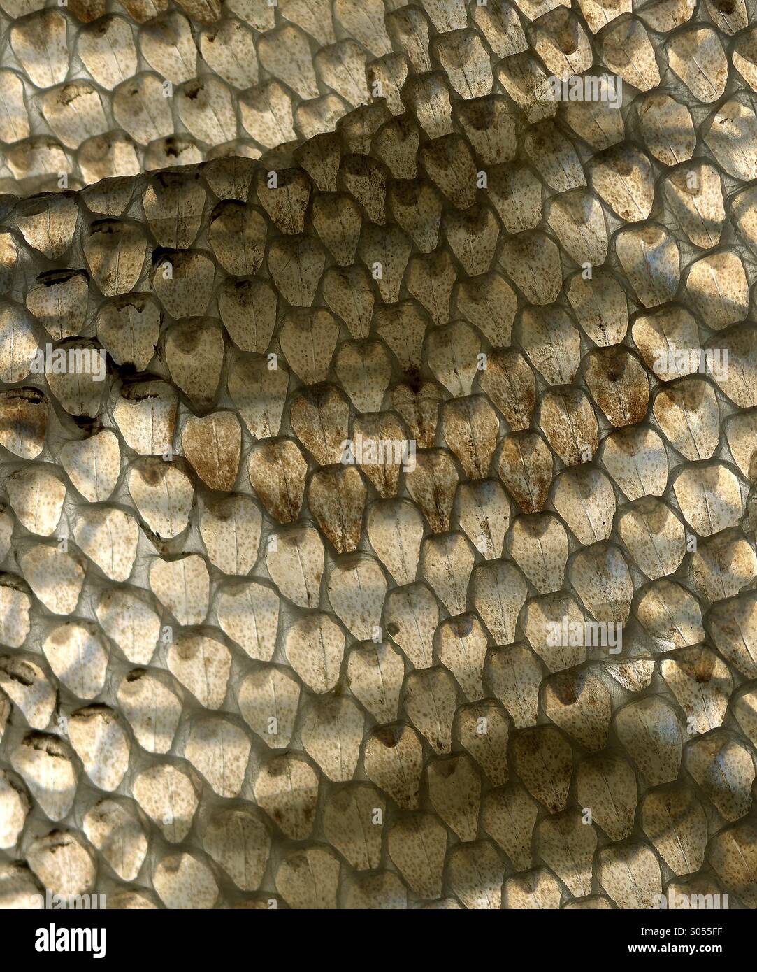 Snake skin Stock Photo