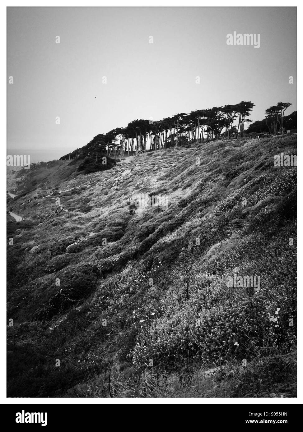 Cypress trees and landscape at Lands End, Sutro District, San Francisco, California, USA - Smartphone Captured Stock Image