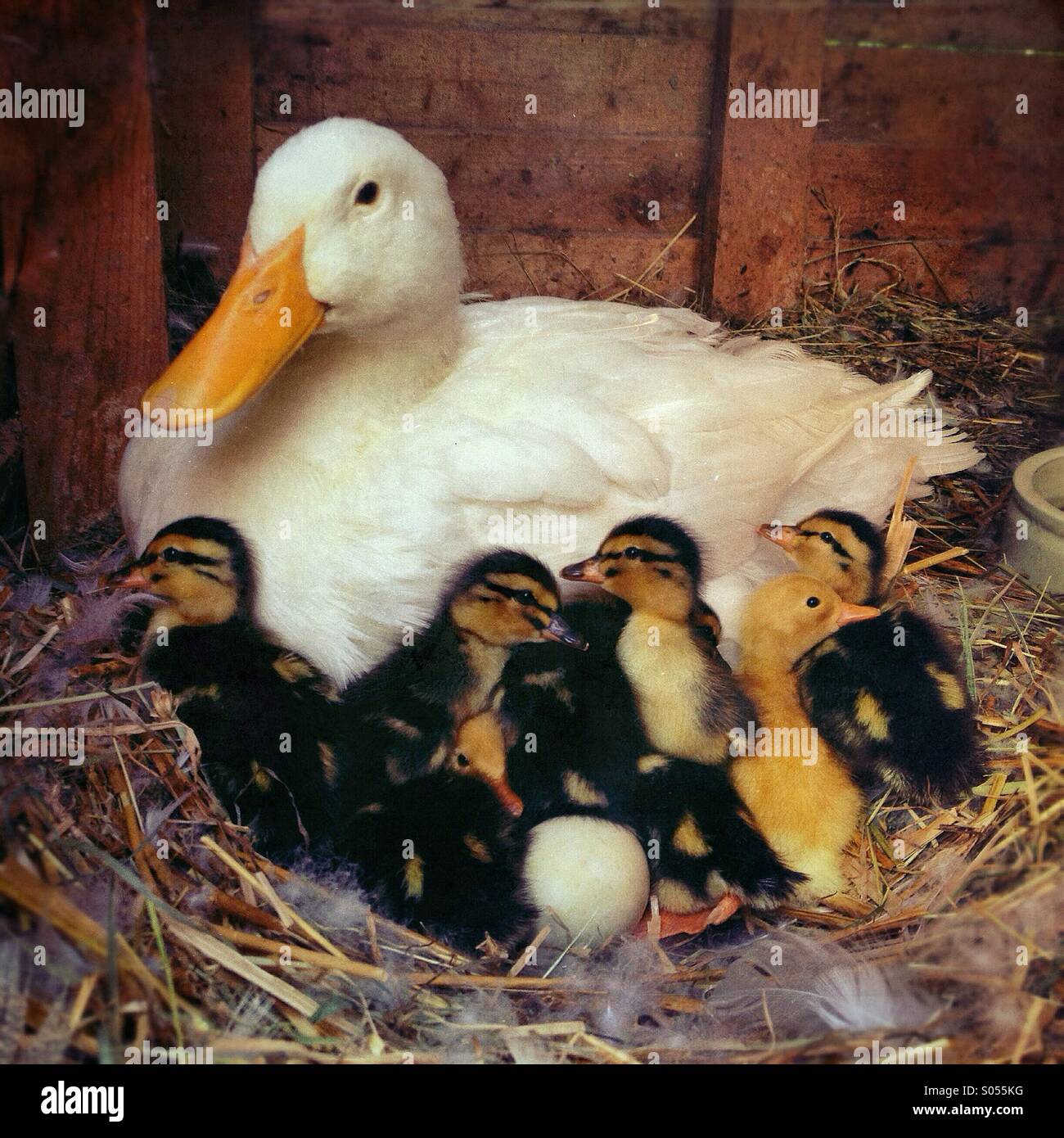 Mother duck with young one day old ducklings in nest. Stock Photo