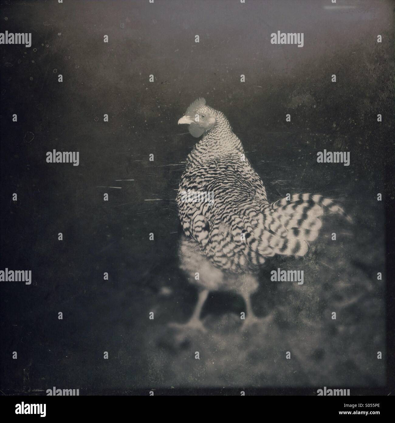 Heritage farm chicken in a barn doorway. - Smartphone Captured Stock Image