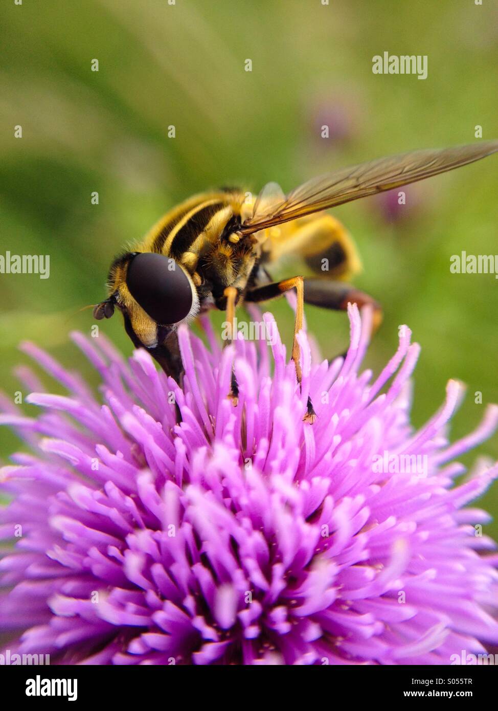 Macro view of a hover fly - Smartphone Captured Stock Image