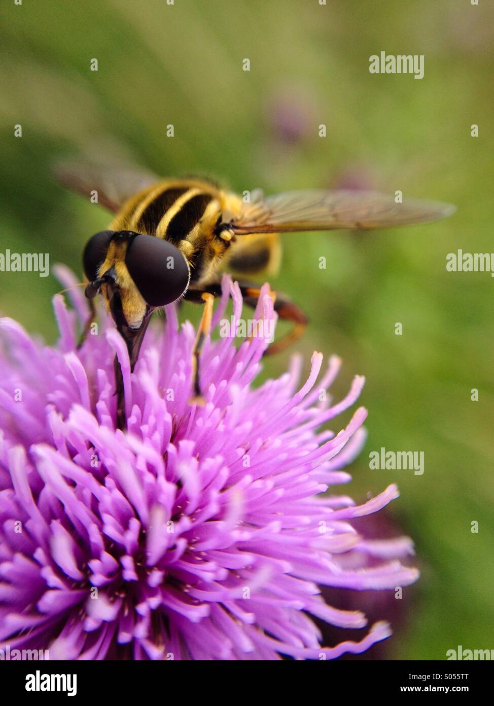 Macro view of a hover fly - Smartphone Captured Stock Image