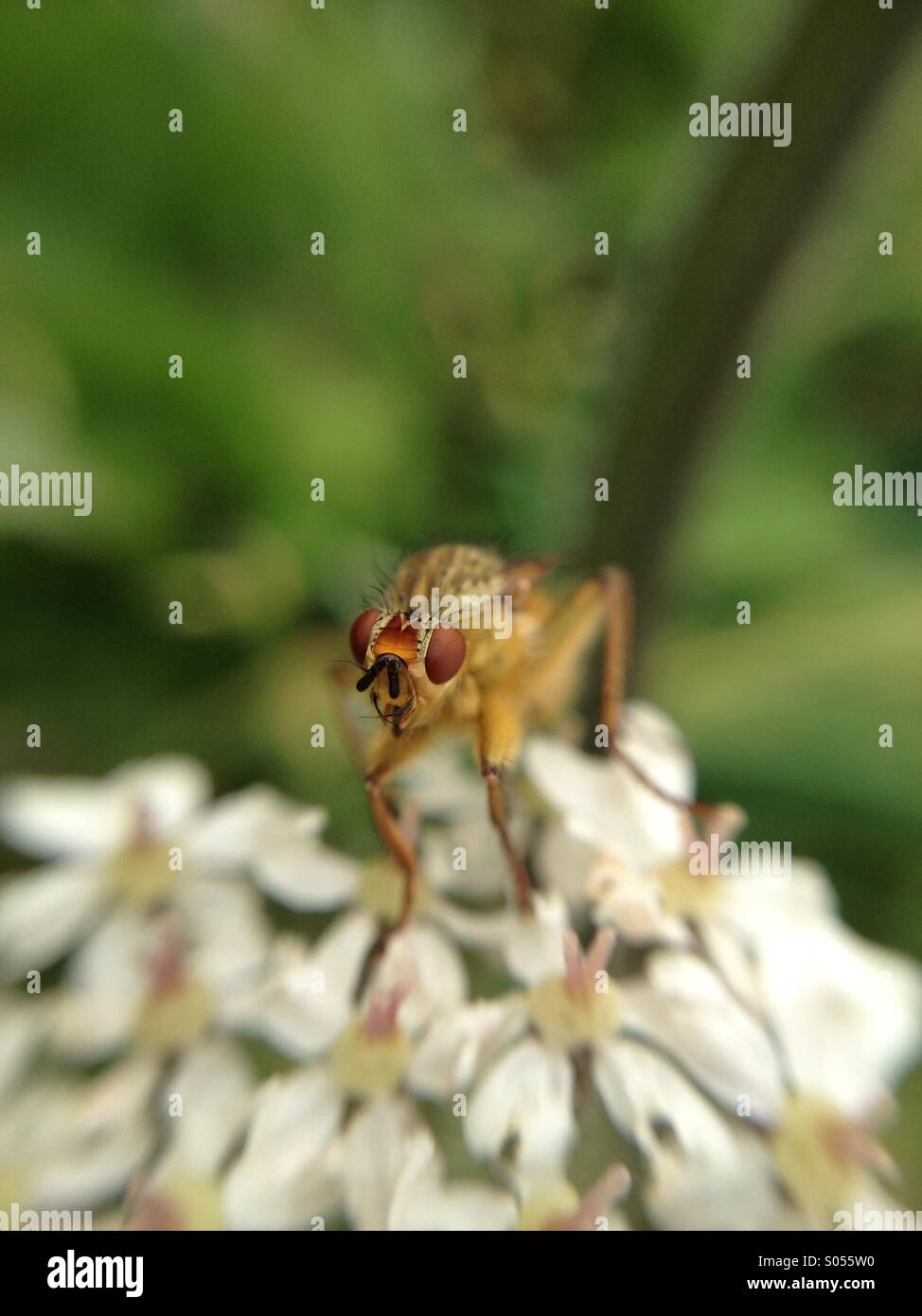 Macro view a fly - Smartphone Captured Stock Image