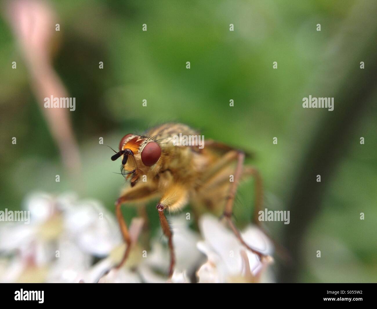 Macro view of a fly Stock Photo