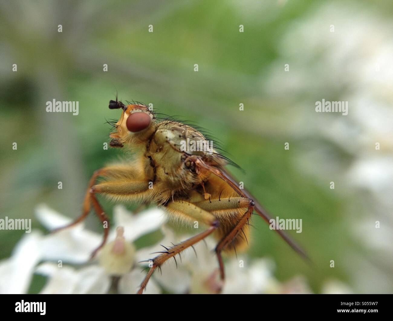 Macro view of a hover fly - Smartphone Captured Stock Image
