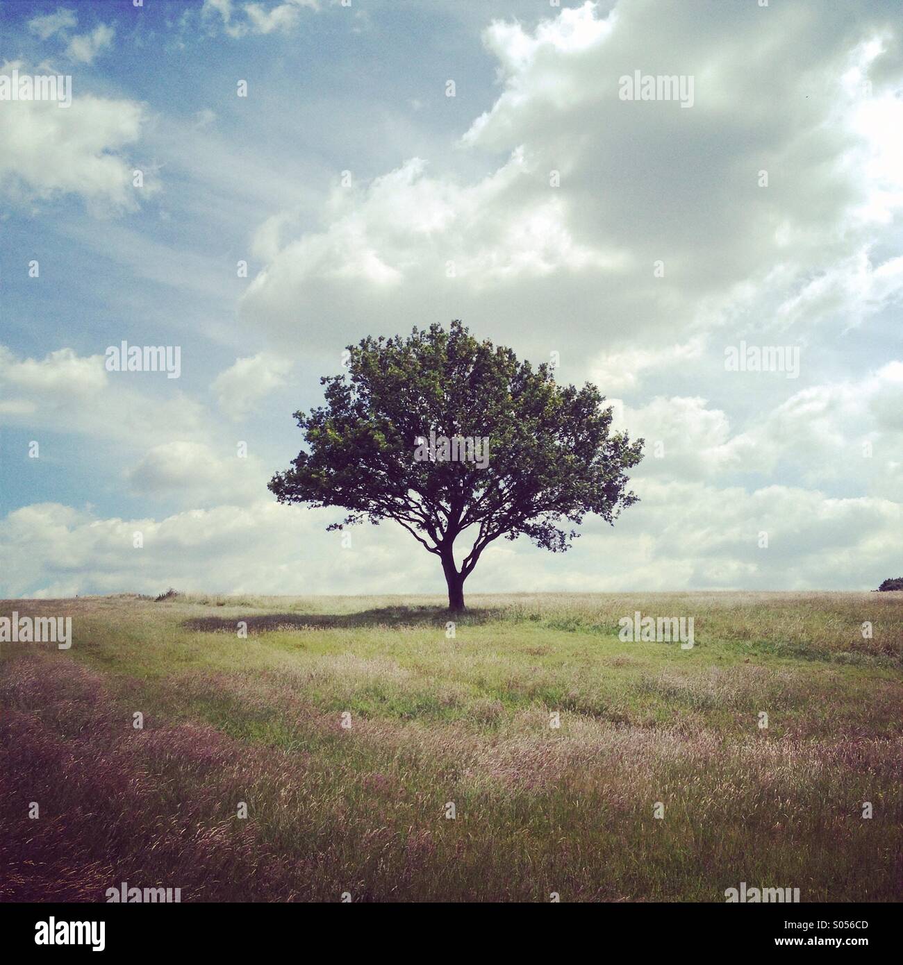 Single tree in field Stock Photo