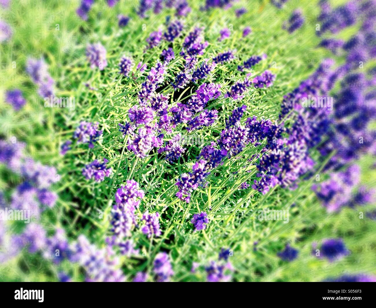 A bed of lavender Stock Photo