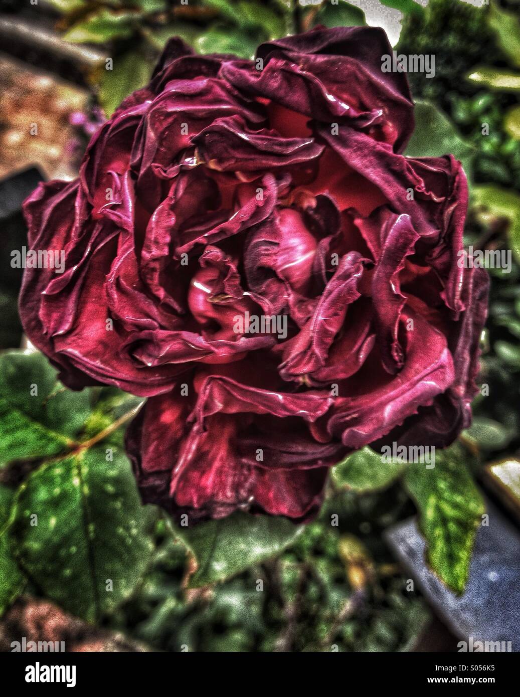 Wilting rose flower on a bush Stock Photo