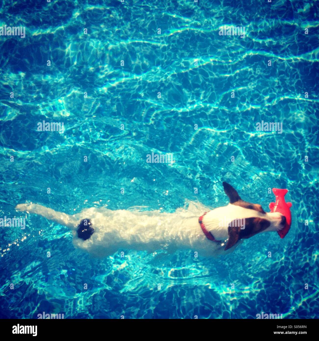 Jack Russell Terrier puppy gracefully swimming in a swimming pool, carrying a red toy fish in her mouth. - Smartphone Captured Stock Image