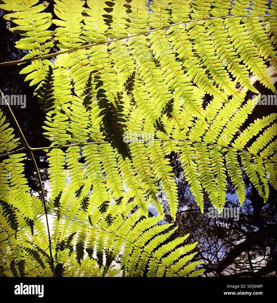 Sunlight through ferns Stock Photo Alamy