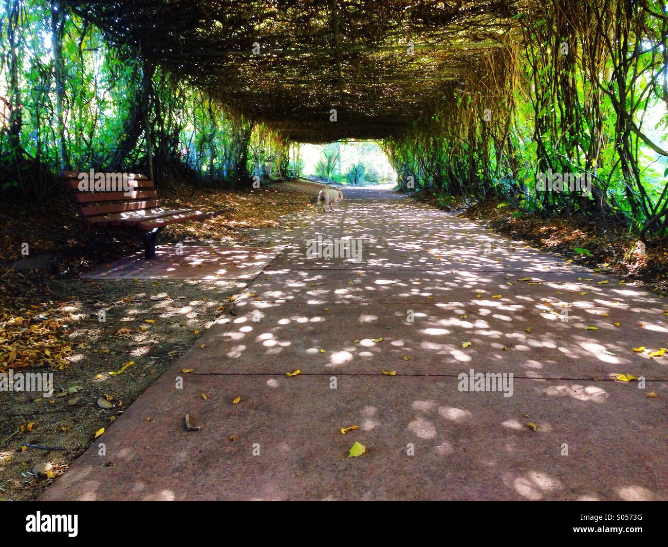 Leafy canopy hires stock photography and images Alamy