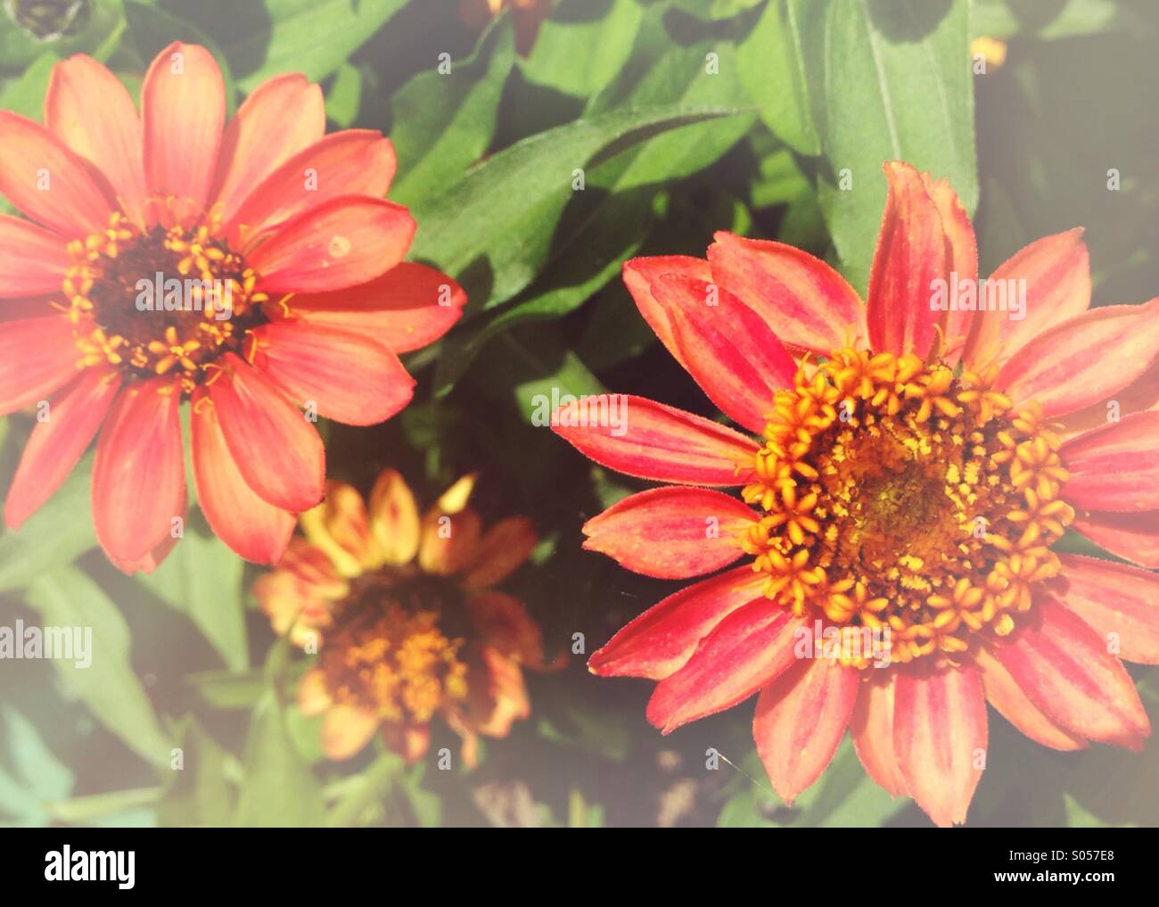 Bright flowers with a vintage feel Stock Photo Alamy
