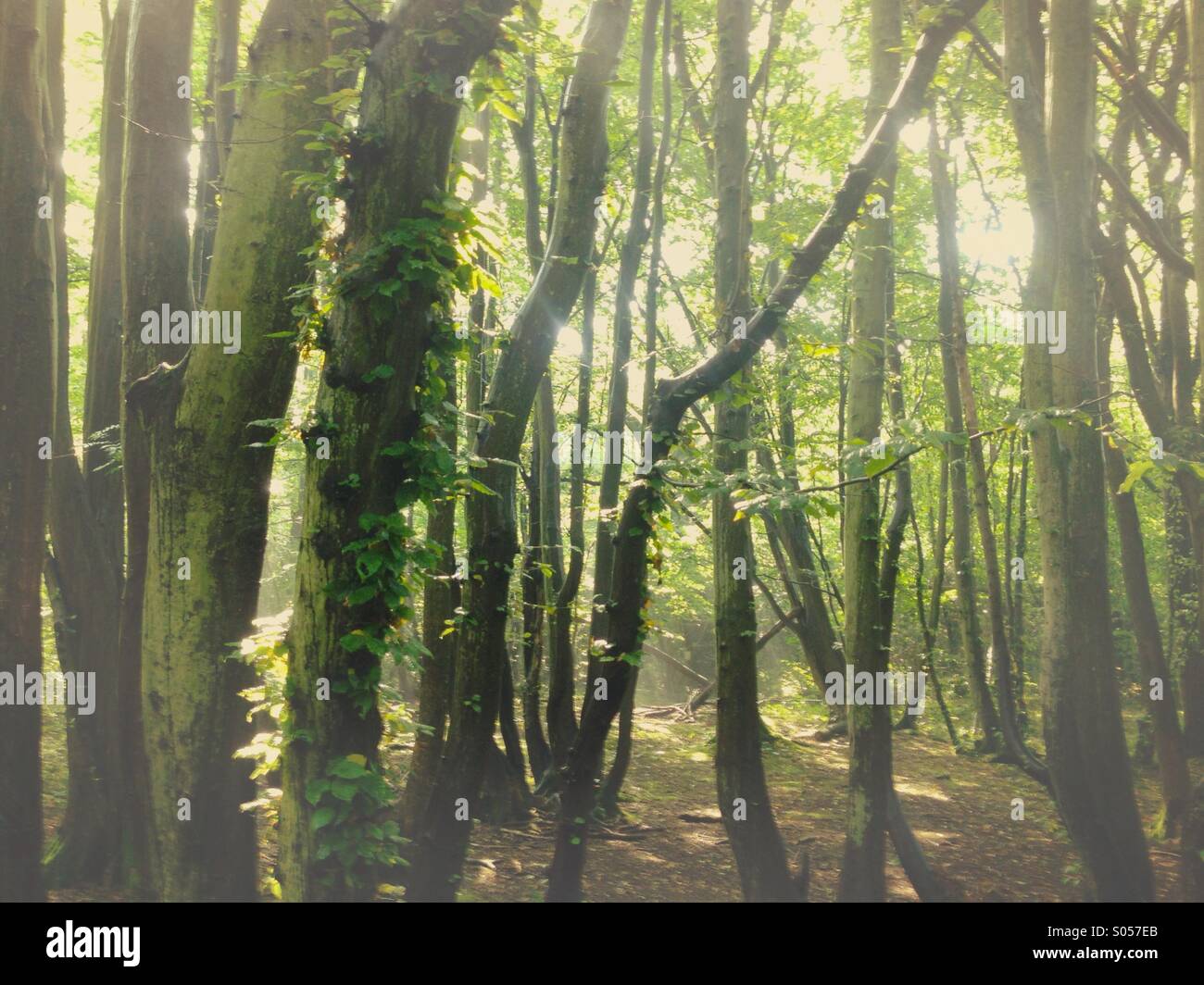 Summer woodland - welcome shade on a hot, sunny day. Stock Photo