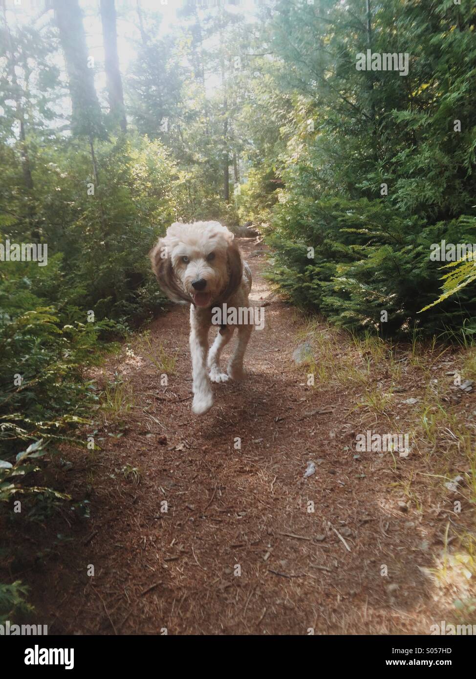 Fluffy mutt running on trail Stock Photo