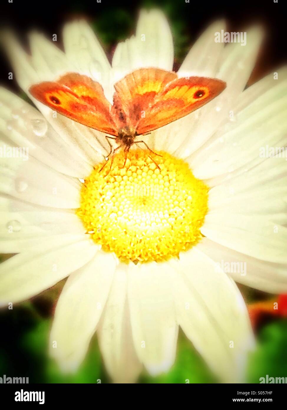 Butterfly and Daisy Stock Photo