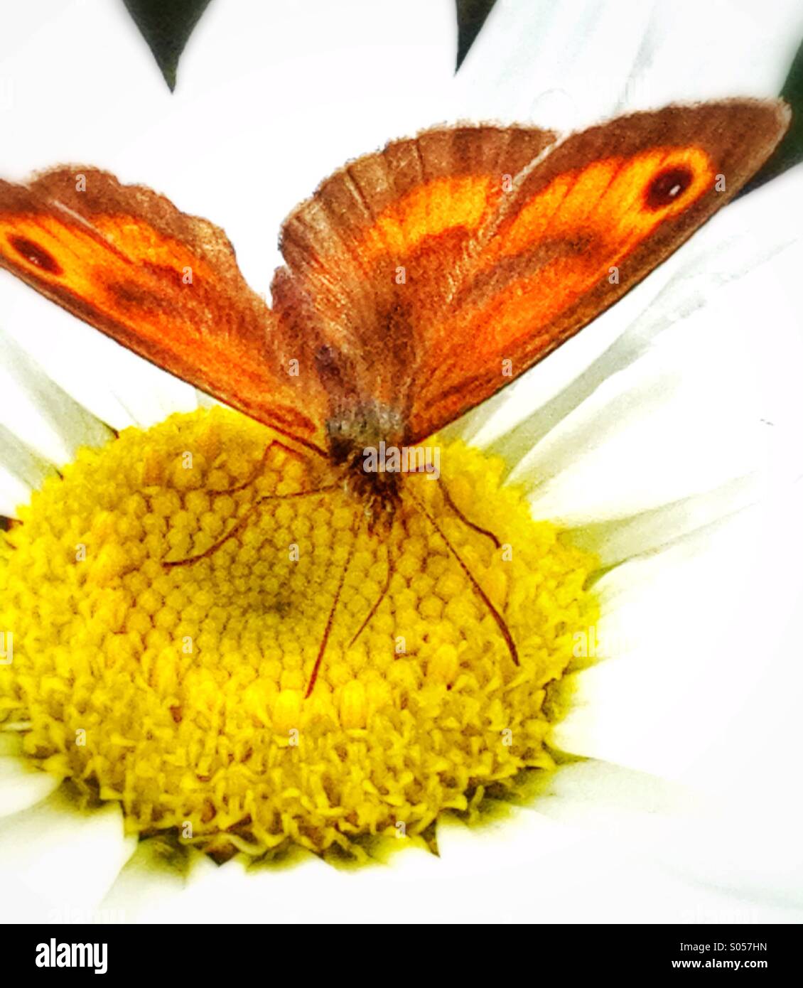 Butterfly and Daisy#2 - Smartphone Captured Stock Image