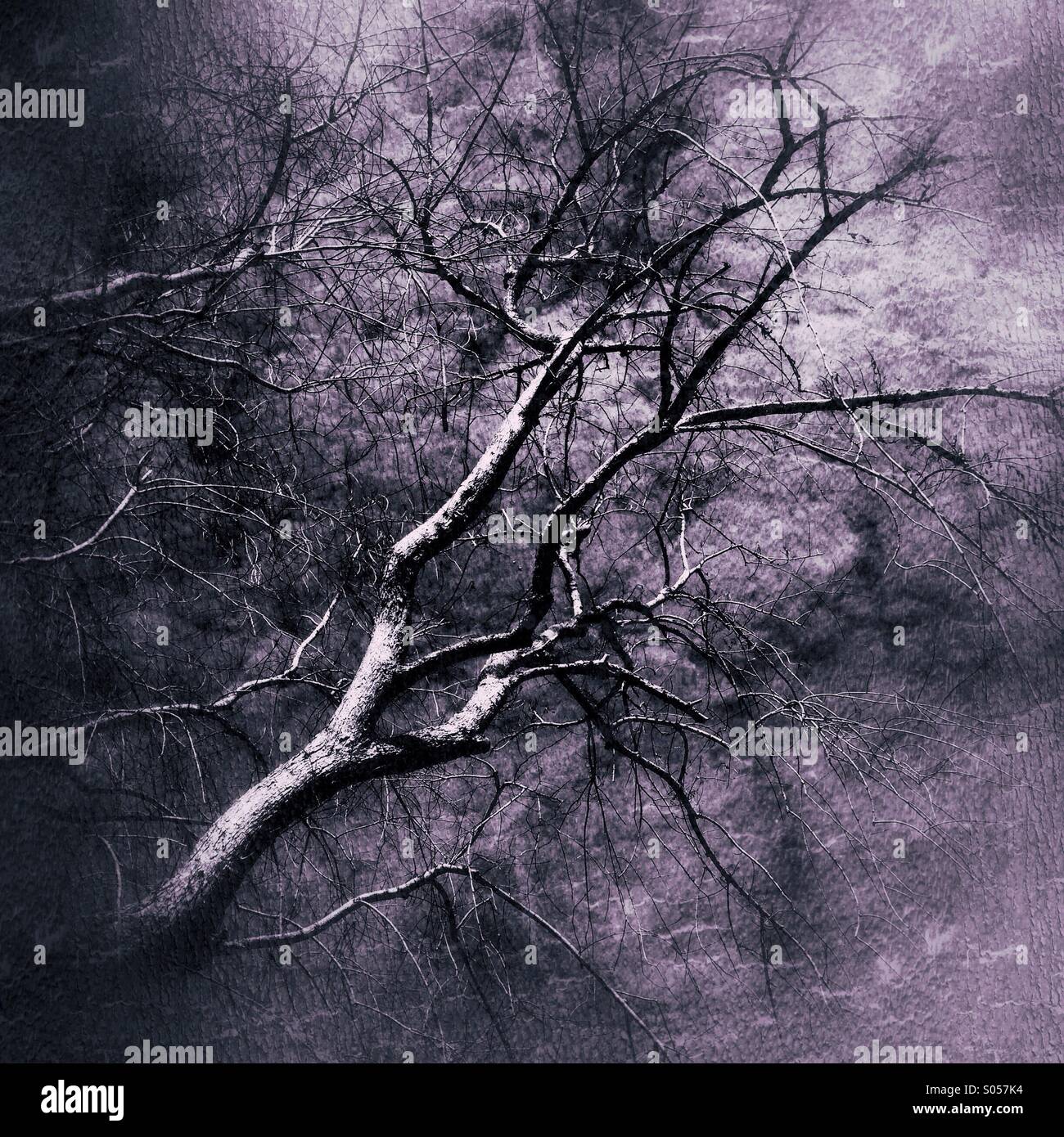 Tree in winter. - Smartphone Captured Stock Image