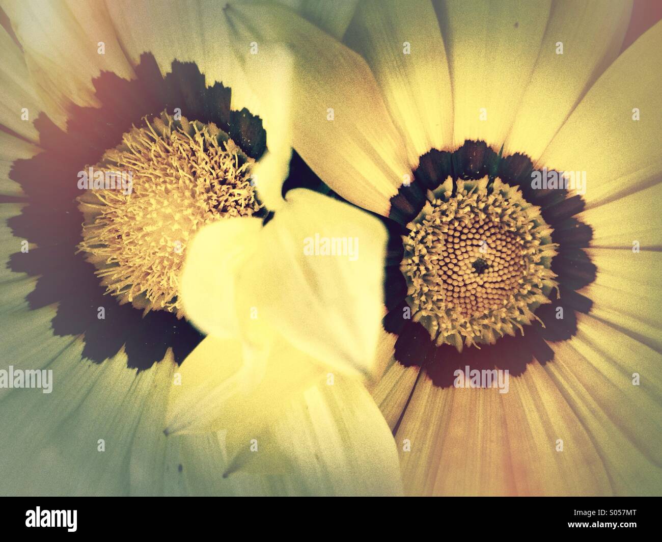 Summer flowers squashed together in a mixed border. Stock Photo