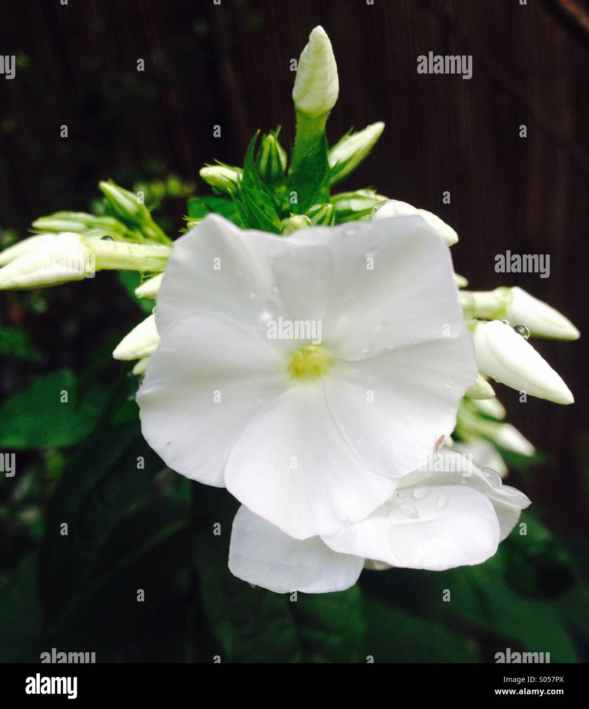 White phlox flowers - Smartphone Captured Stock Image
