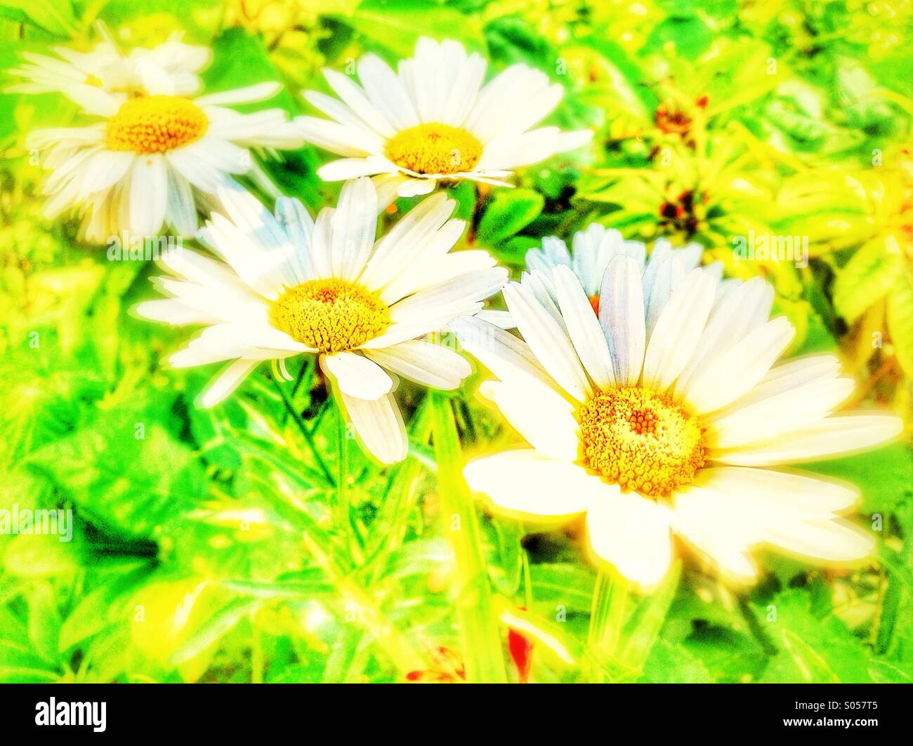 A field of daisies #2 Stock Photo