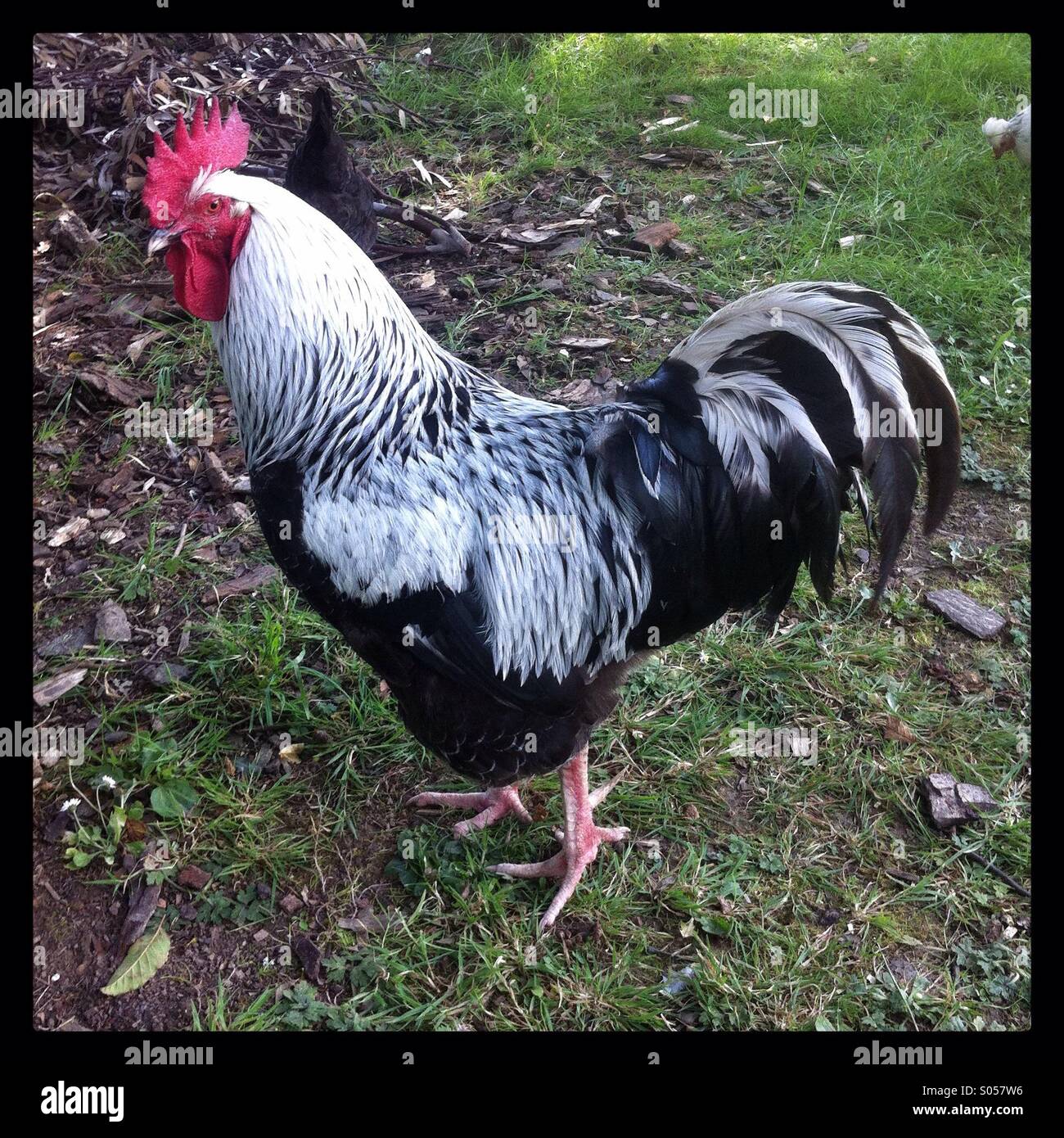 Large silver Sussex cockerel or rooster Stock Photo