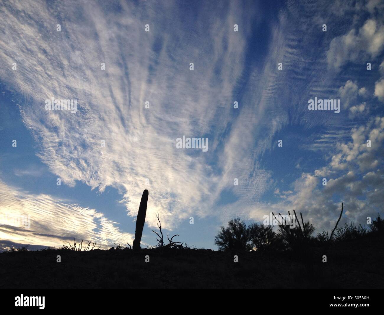 Blue sky at dawn, Sonoran Desert, Tucson, Arizona, USA. - Smartphone Captured Stock Image