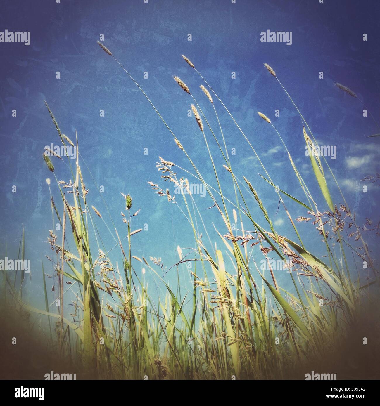 Field summer - Smartphone Captured Stock Image