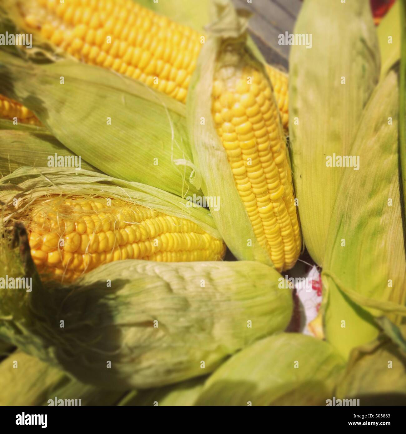 Freshly picked ears of sweet corn at a market in Dublin Ireland Stock Photo