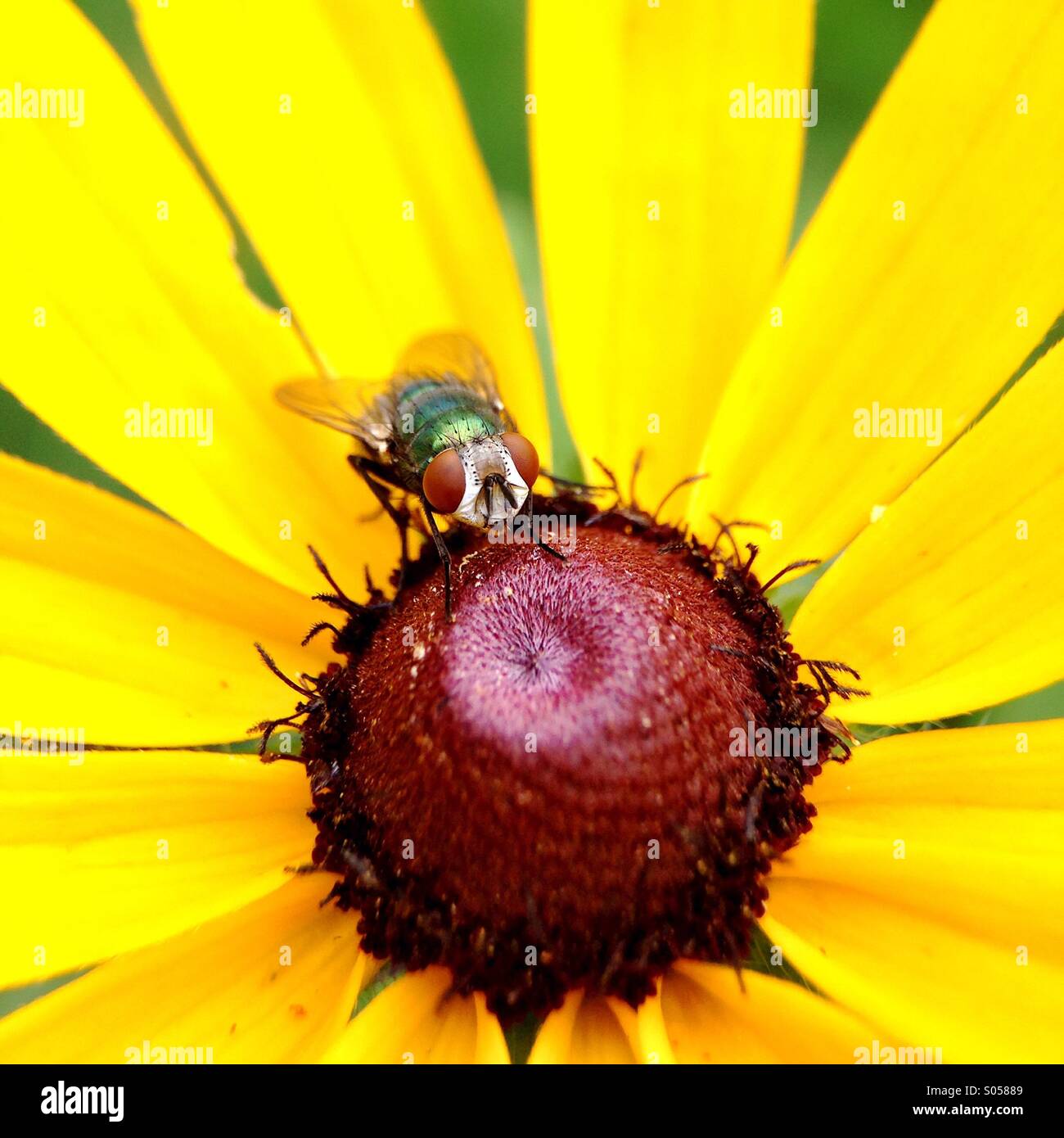 Green bottle fly on Black-eyed Susan. Stock Photo