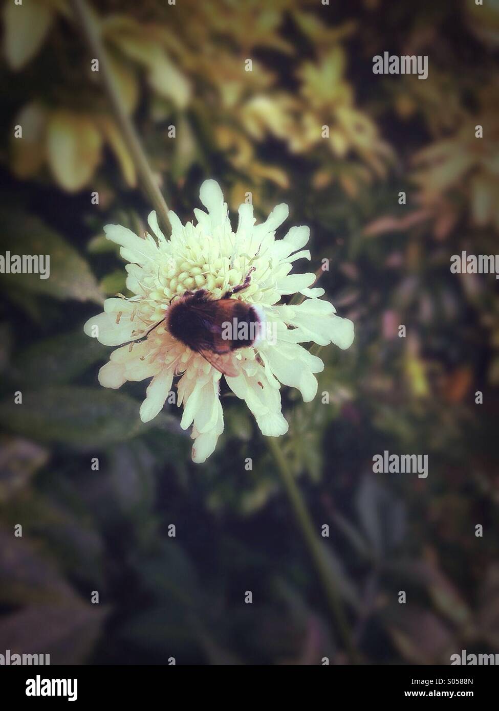 Bumble bee - Smartphone Captured Stock Image