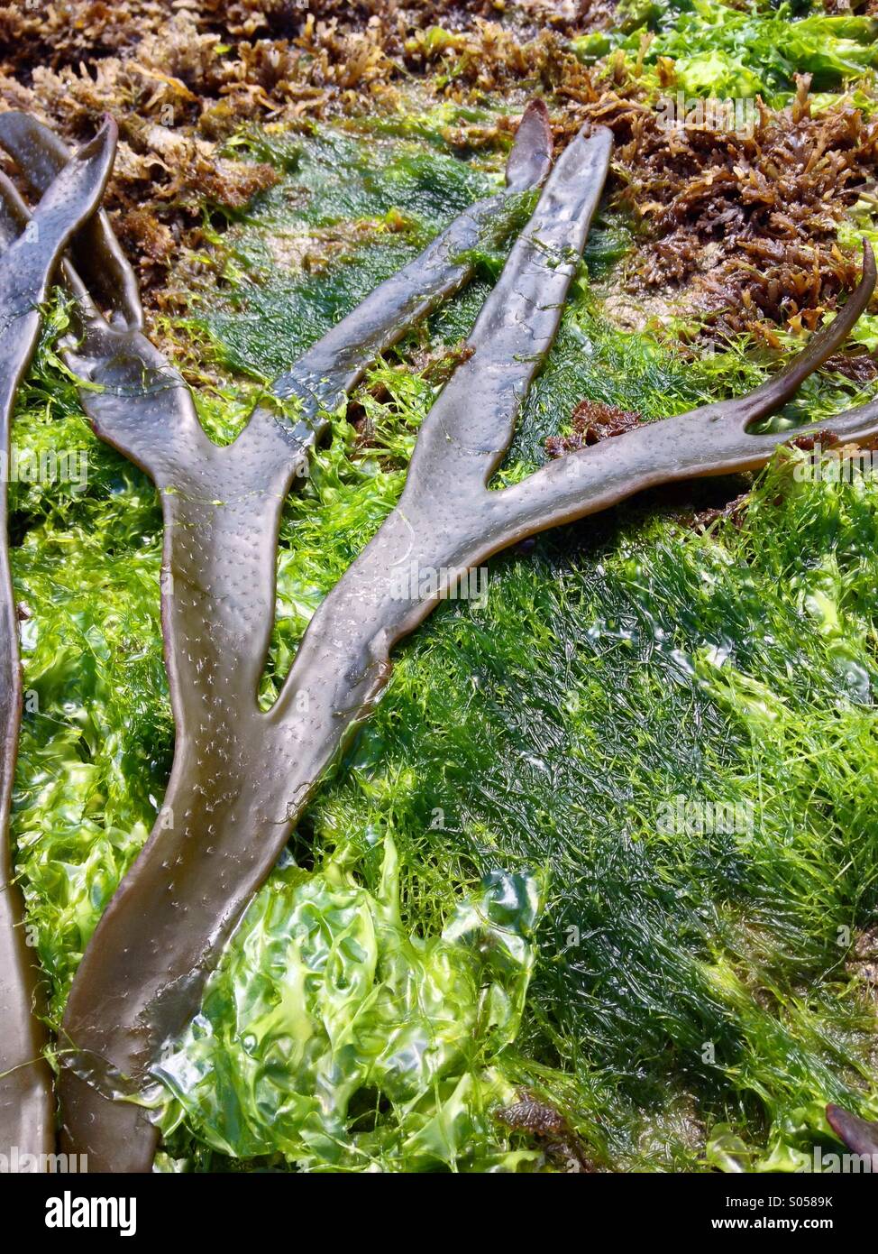 View of kelp - Smartphone Captured Stock Image