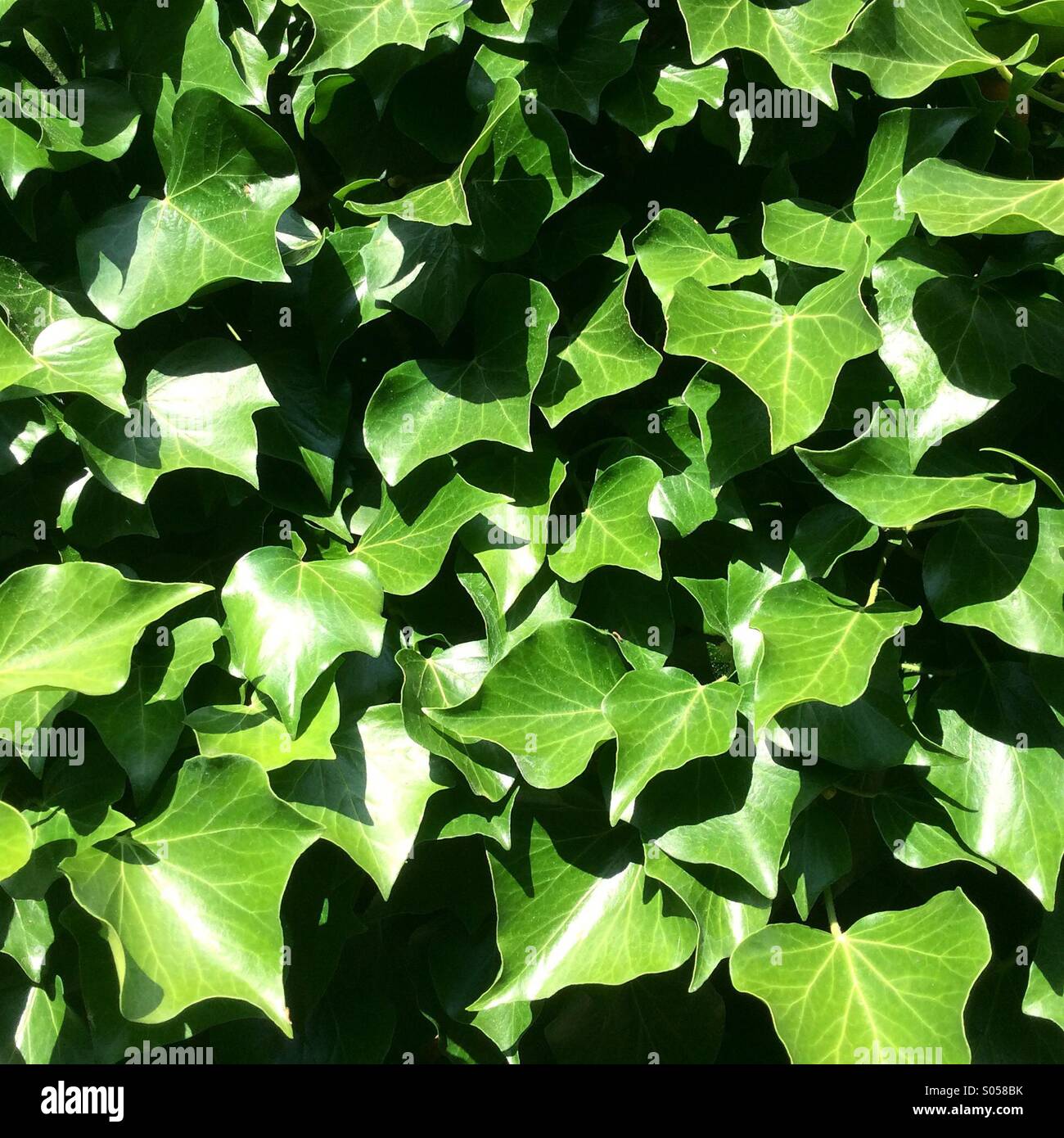 Ivy in the sun Stock Photo Alamy