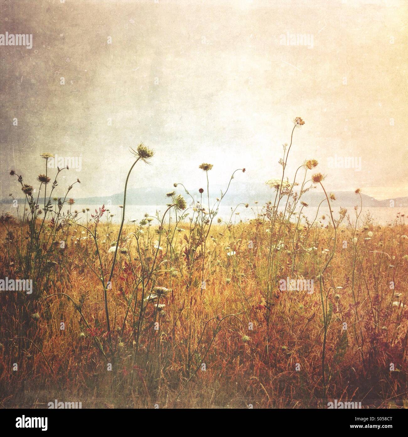 Northwest wildflowers hi-res stock photography and images - Alamy