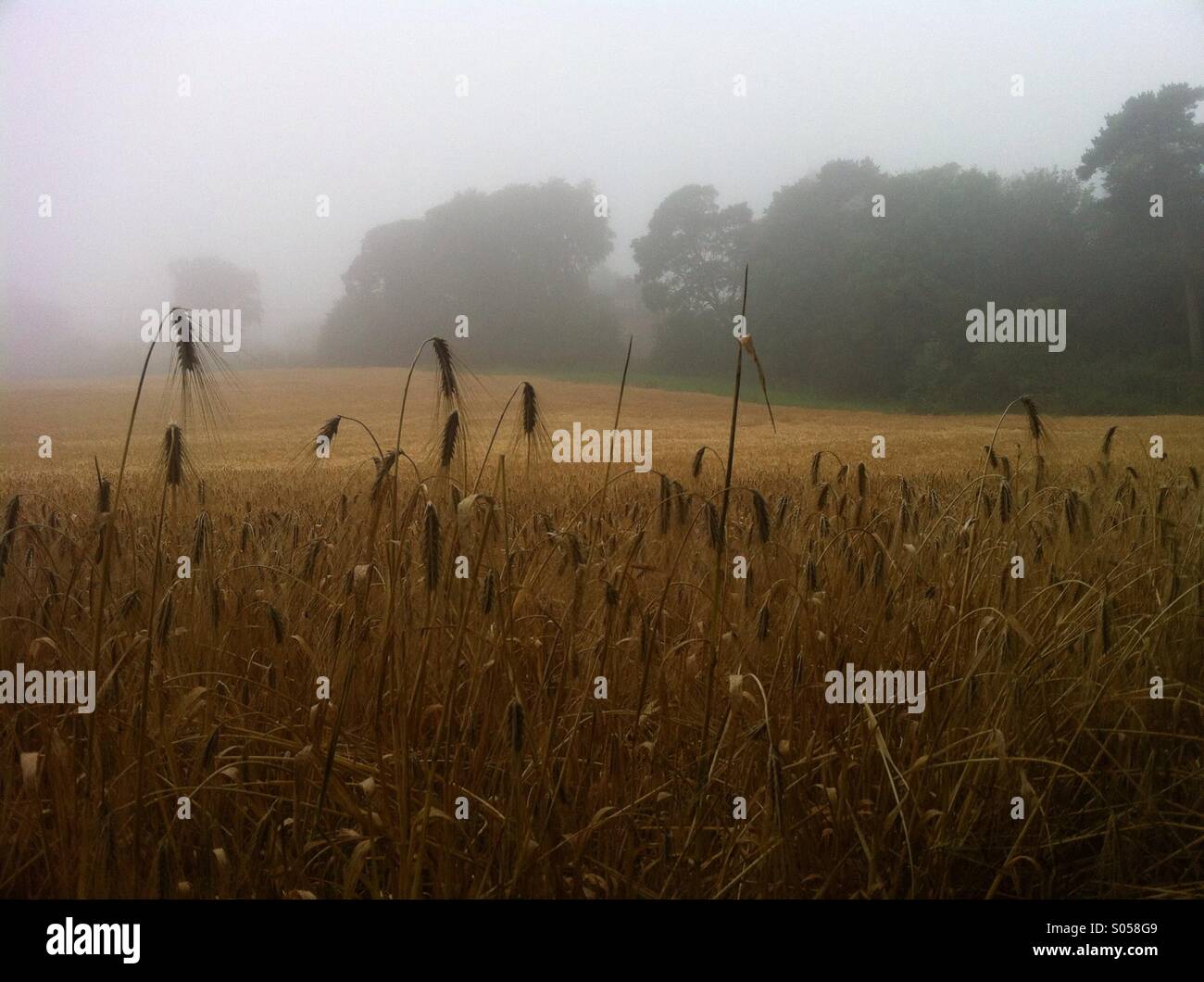 Misty Field - Smartphone Captured Stock Image