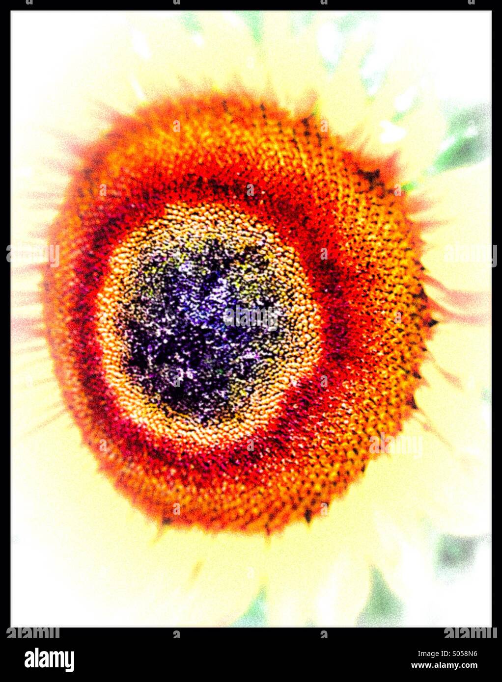 Centre of Sunflower. Stock Photo
