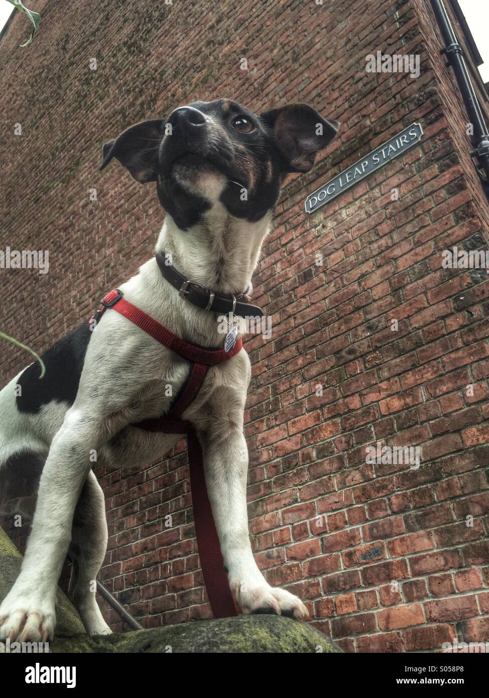 Dog leap stairs newcastle hires stock photography and images Alamy