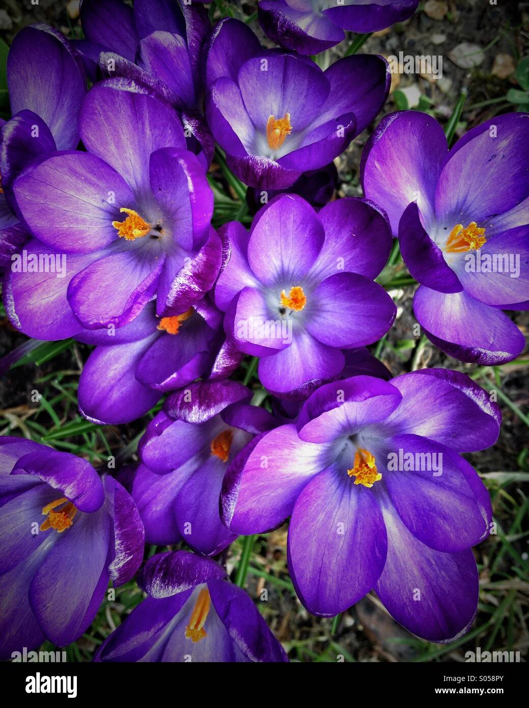 Crocus flowers Stock Photo