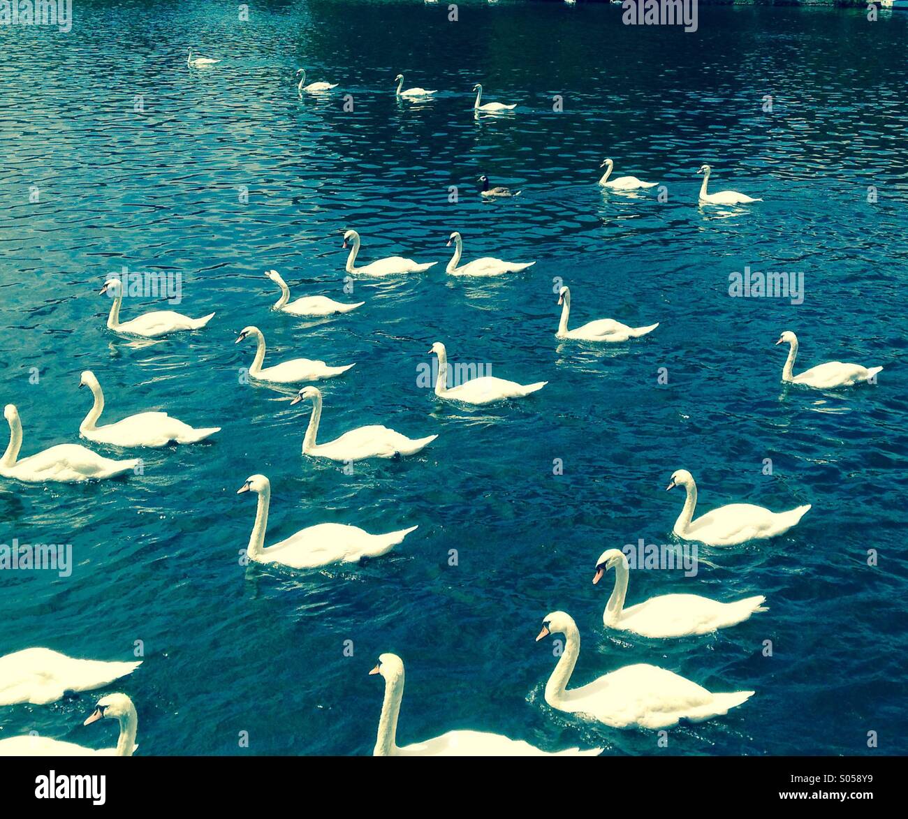 A gaggle of swans on the Thames river at Kingston.. Blue water . - Smartphone Captured Stock Image