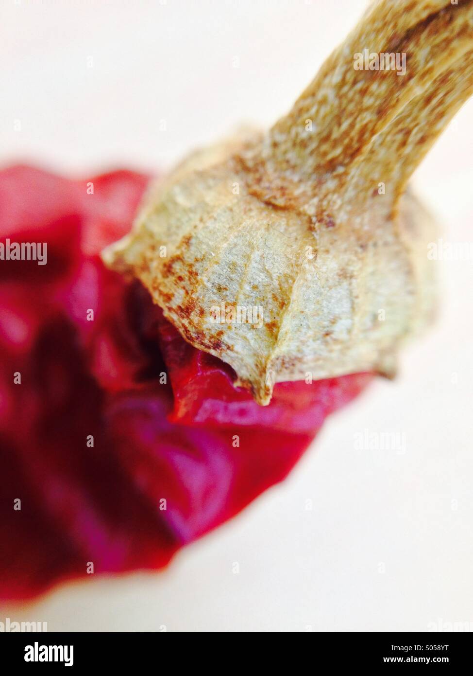 Top of a dried red hot chilli pepper - Smartphone Captured Stock Image