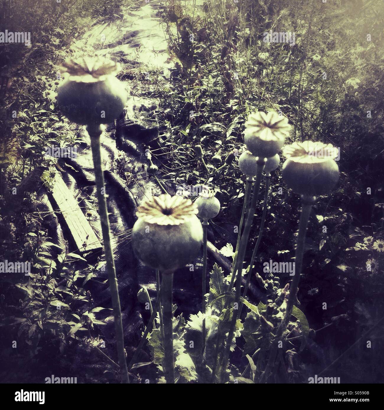 Poppy seed heads - Smartphone Captured Stock Image