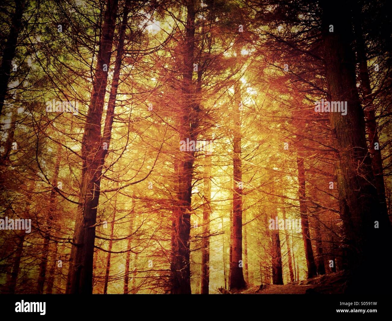 Atmospheric pine forest - Smartphone Captured Stock Image