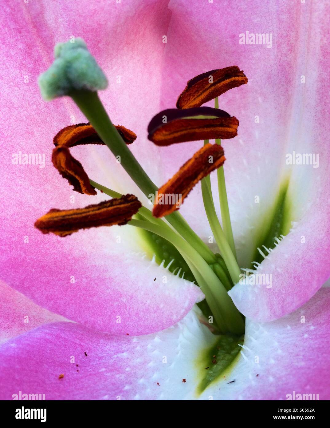 Lily. Stock Photo