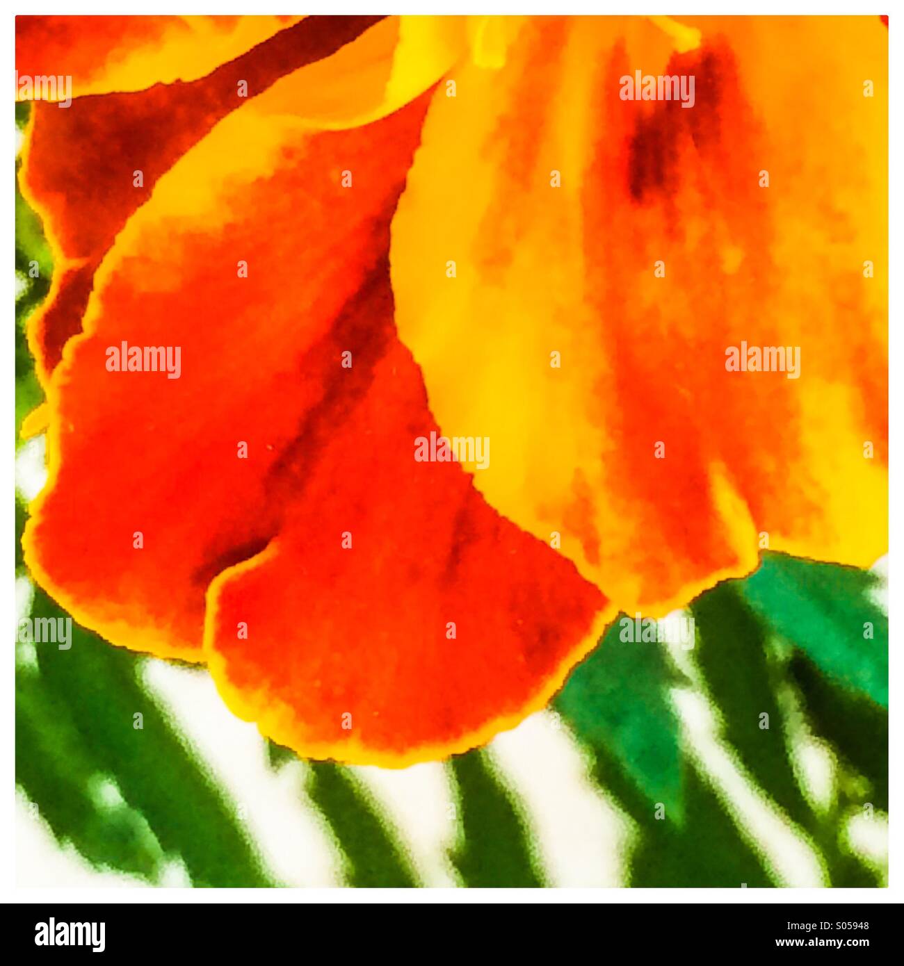 Petals and stems hires stock photography and images Alamy