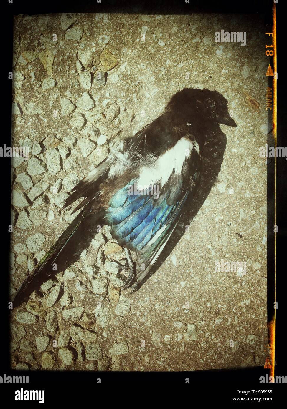 Dead magpie, victim of road kill - Smartphone Captured Stock Image