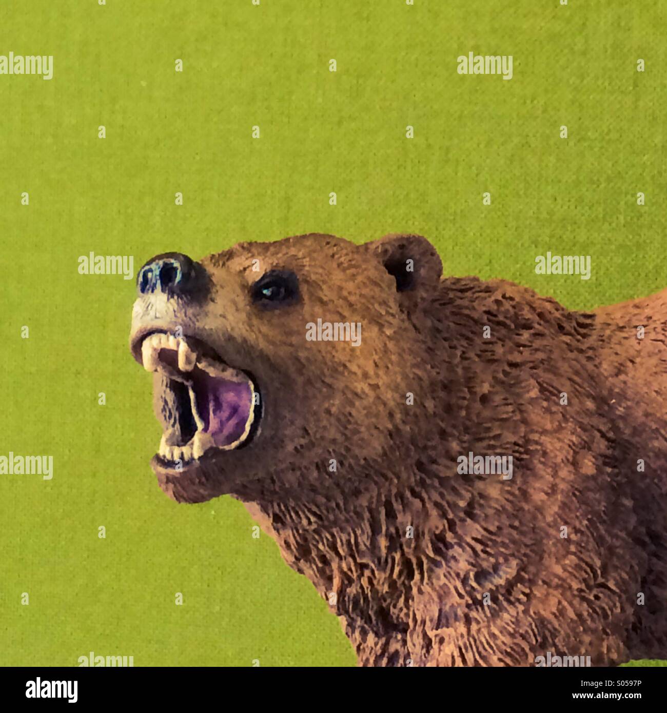 Growling bear Stock Photo