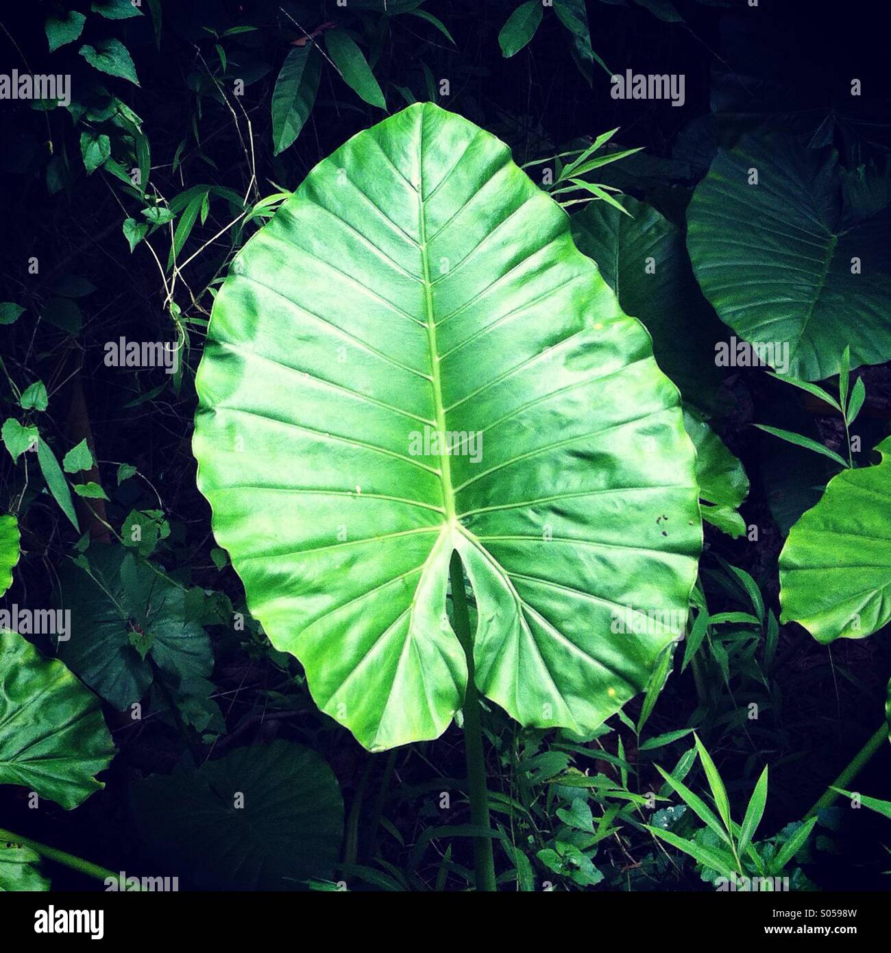 It's a photo of a large green leaf from a tropical plant in a park in Hong Kong. - Smartphone Captured Stock Image